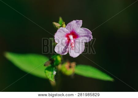 Urena Lobata, Beautiful Pink In Nature, Is A Poisonous Plant With Hairy Thorns Irritating