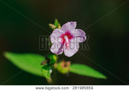 Urena Lobata, Beautiful Pink In Nature, Is A Poisonous Plant With Hairy Thorns Irritating
