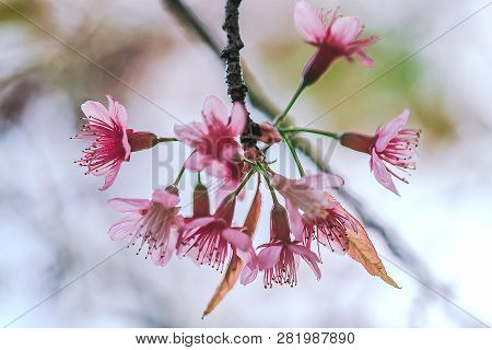 Prunus Cerasoides Are Beautiful Pink In Nature.
In The North Of Thailand Flowering During January - 