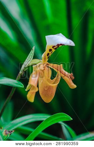 Paphiopedilum Gratrixianum Is An Orchid In The Genus Paphiopedilum. Found In Laos