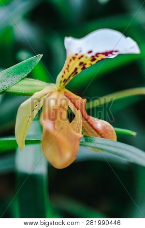 Paphiopedilum Gratrixianum Is An Orchid In The Genus Paphiopedilum. Found In Laos
