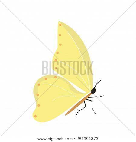 Butterfly On White Background For Graphic And Web Design, Modern Simple Vector Sign. Internet Concep