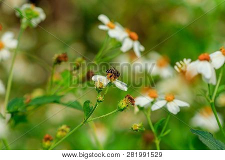 The Spanish Needle Is Both Flowers, Herbs And Weeds.