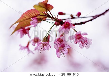 Prunus Cerasoides Are Beautiful Pink In Nature.in The North Of Thailand Flowering During January - F