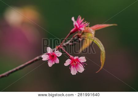 Prunus Cerasoides Are Beautiful Pink In Nature.in The North Of Thailand Flowering During January - F