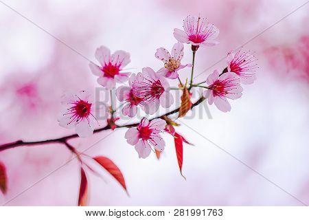 Prunus Cerasoides Are Beautiful Pink In Nature.in The North Of Thailand Flowering During January - F