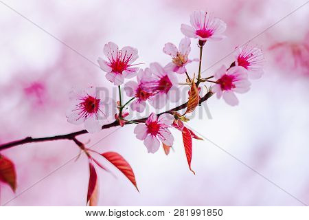 Prunus Cerasoides Are Beautiful Pink In Nature.in The North Of Thailand Flowering During January - F