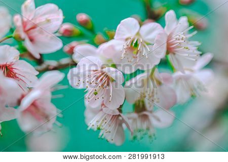 Prunus Cerasoides Are Beautiful Pink In Nature.in The North Of Thailand Flowering During January - F