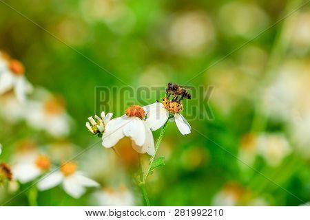 The Small Bee Is Eating Sweet Water On The Pollen. Spanish Needle