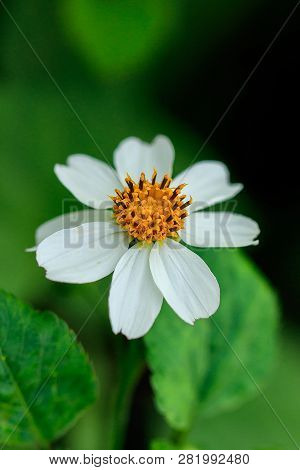 The Small Bee Is Eating Sweet Water On The Pollen. Spanish Needle