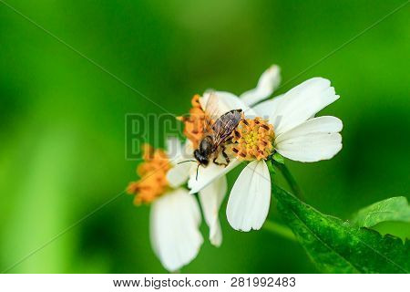 The Small Bee Is Eating Sweet Water On The Pollen. Spanish Needle