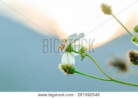 The Spanish Needle Is Both Flowers, Herbs And Weeds.