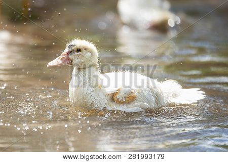 Little Indoda In The Pond Close-up On A Sunny Summer Bright Day