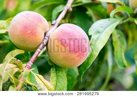 Branch Of Peach Tree. сlose Up Of The Ripe Fruit Peach