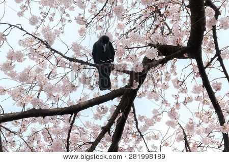 Lonely Corvus Raven Crow In Japan Perchin In Cherry Blossoms.