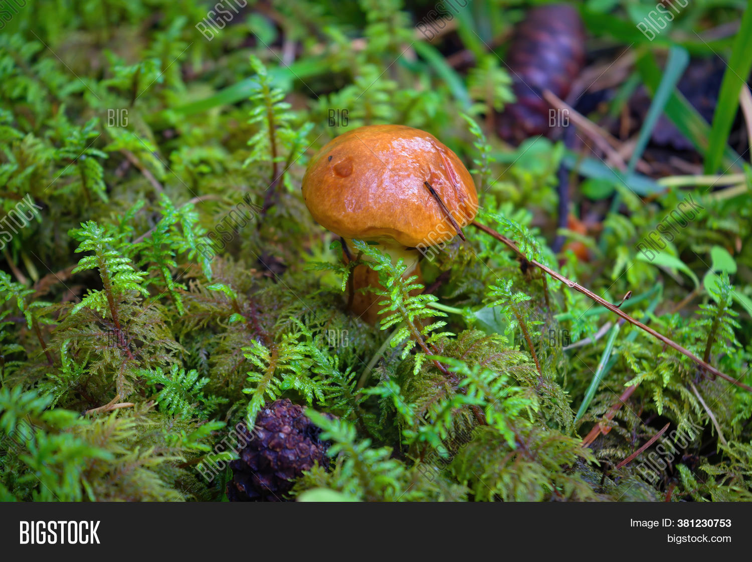 Voitatti Young Suillus Luteus Image & Photo (Free Trial) | Bigstock
