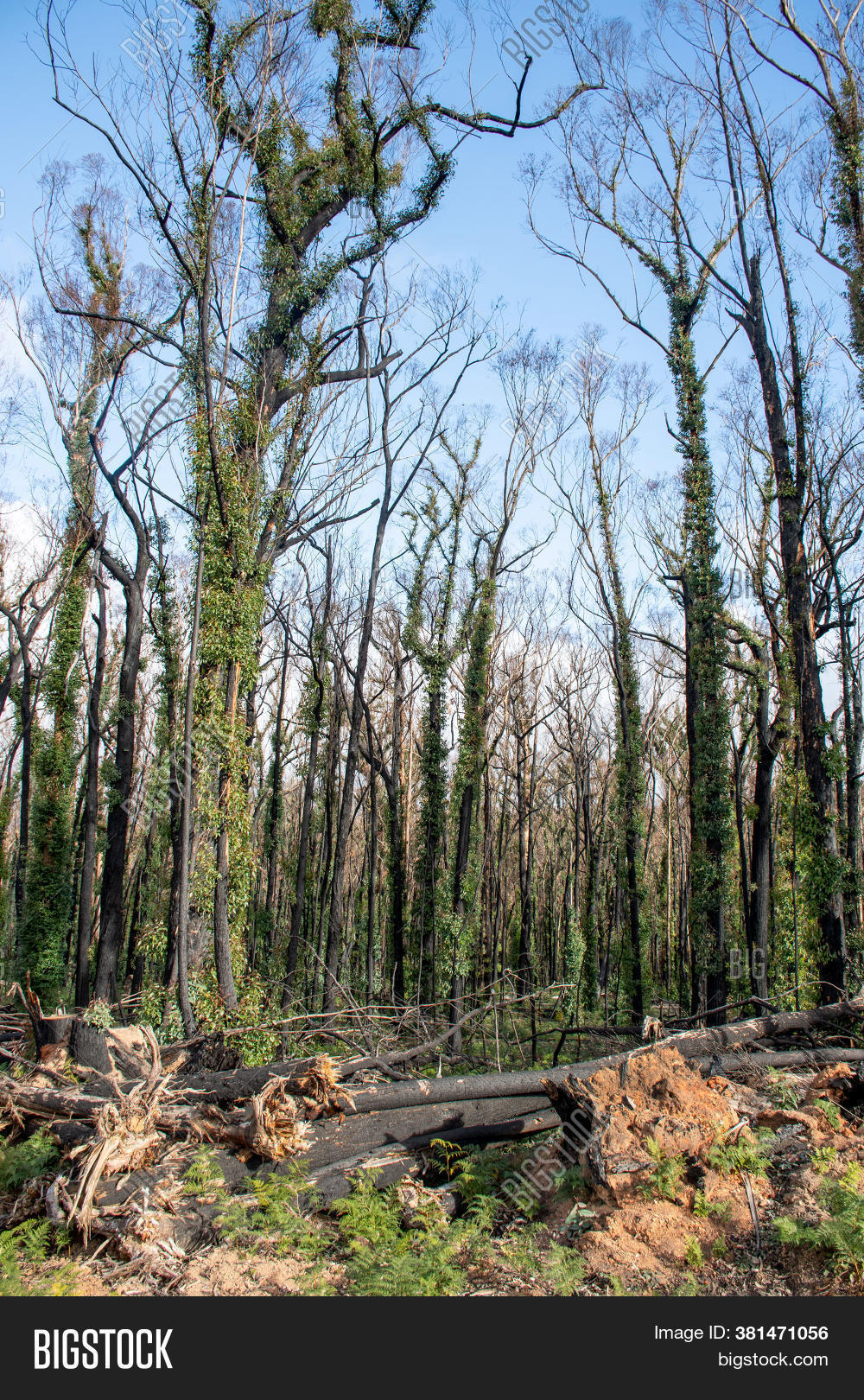 Australian Bushfires Image & Photo (Free Trial) | Bigstock
