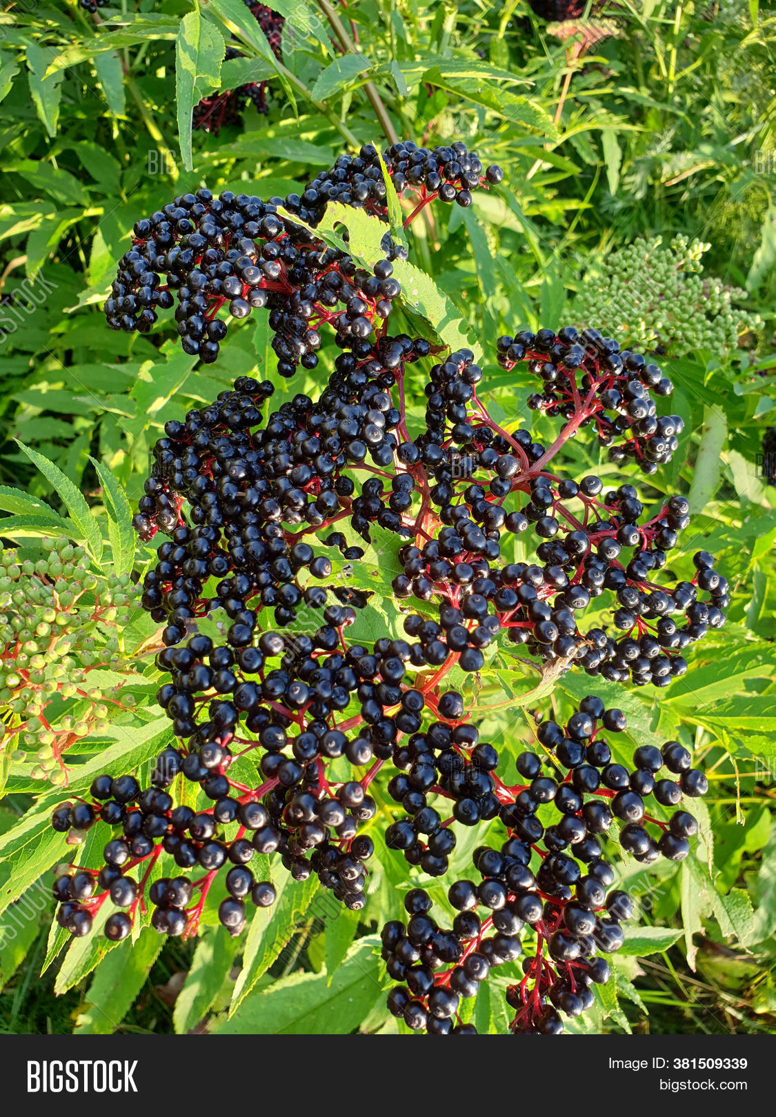 Elderberries Sambucus Image & Photo (Free Trial) Bigstock