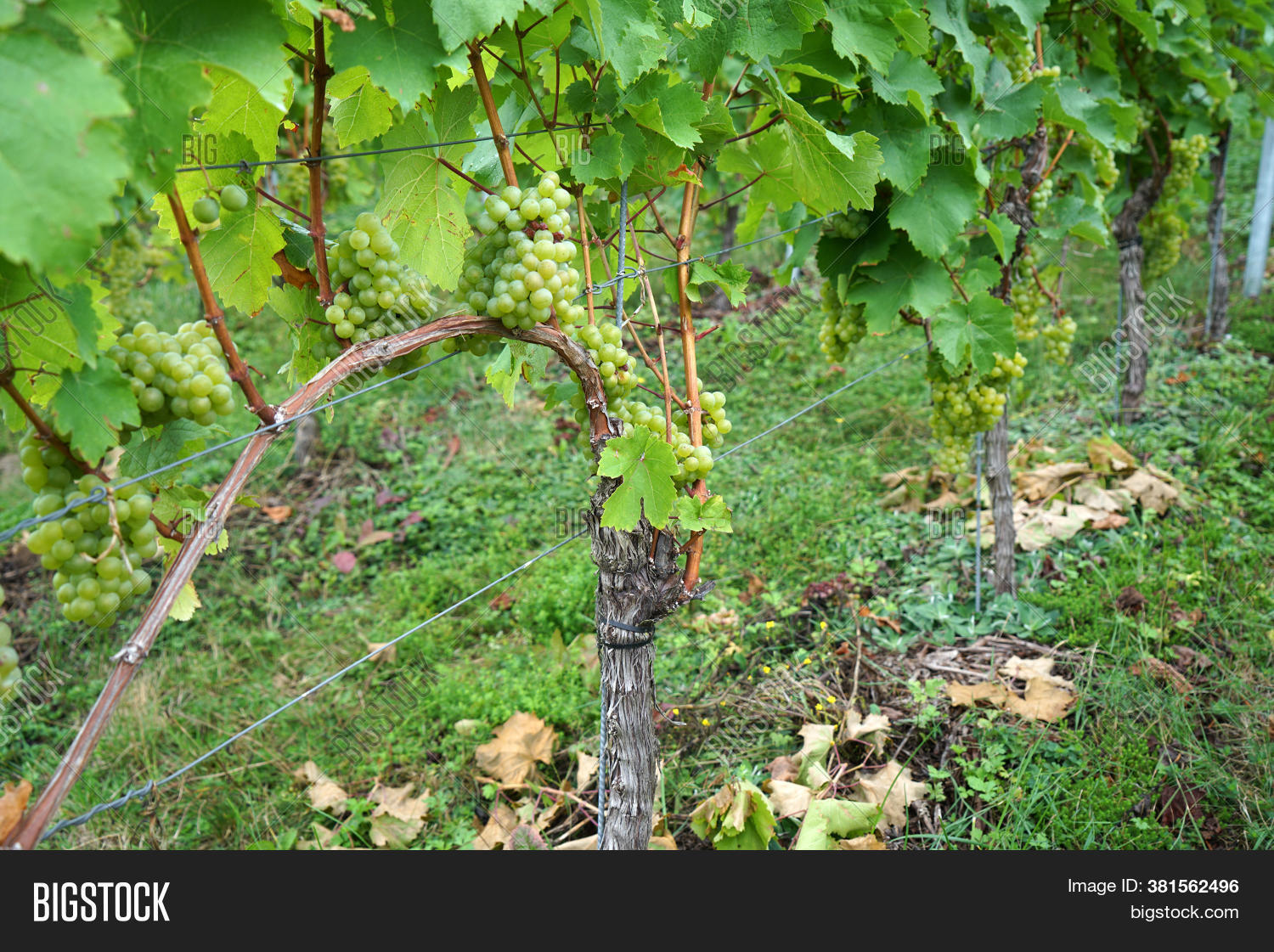 Grapes Fruit Stands Image & Photo (Free Trial) Bigstock