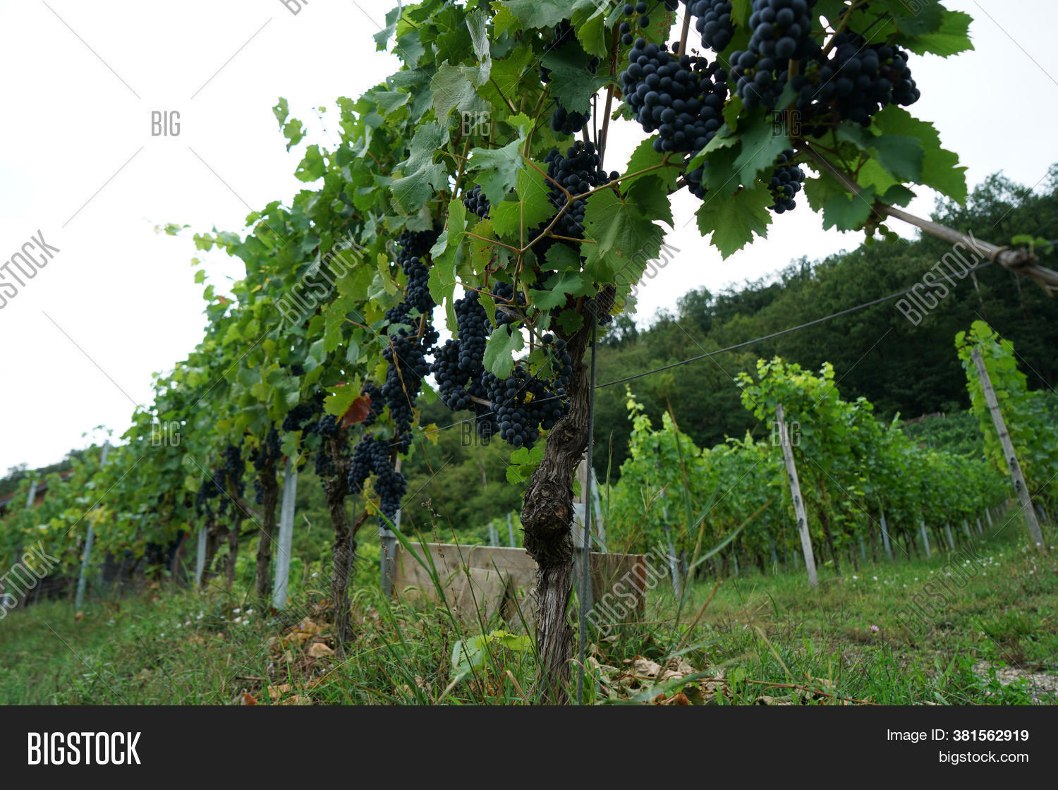 Grapes Fruit Stands Image & Photo (Free Trial) Bigstock