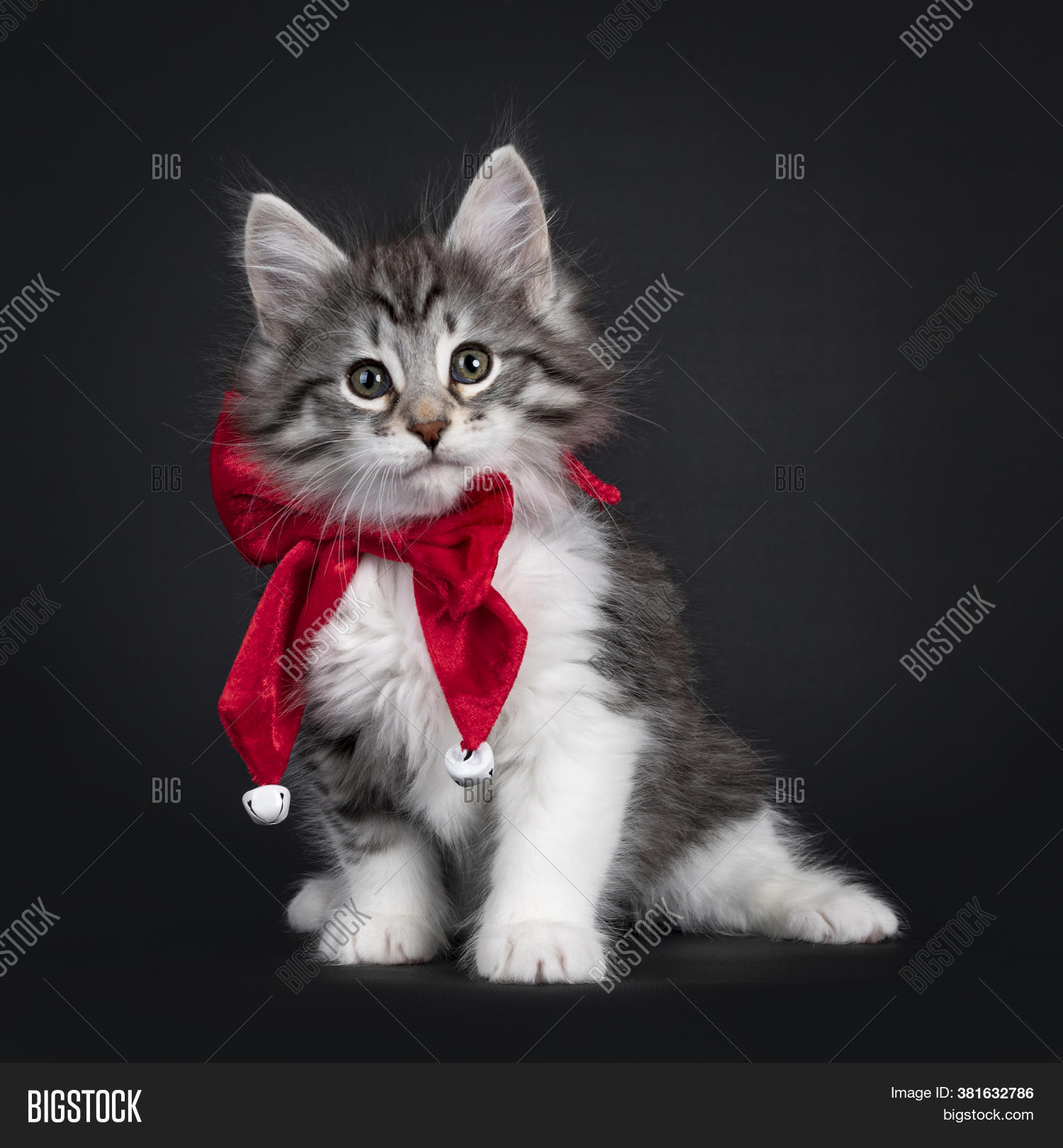 Adorable Black Silver Image Photo Free Trial Bigstock