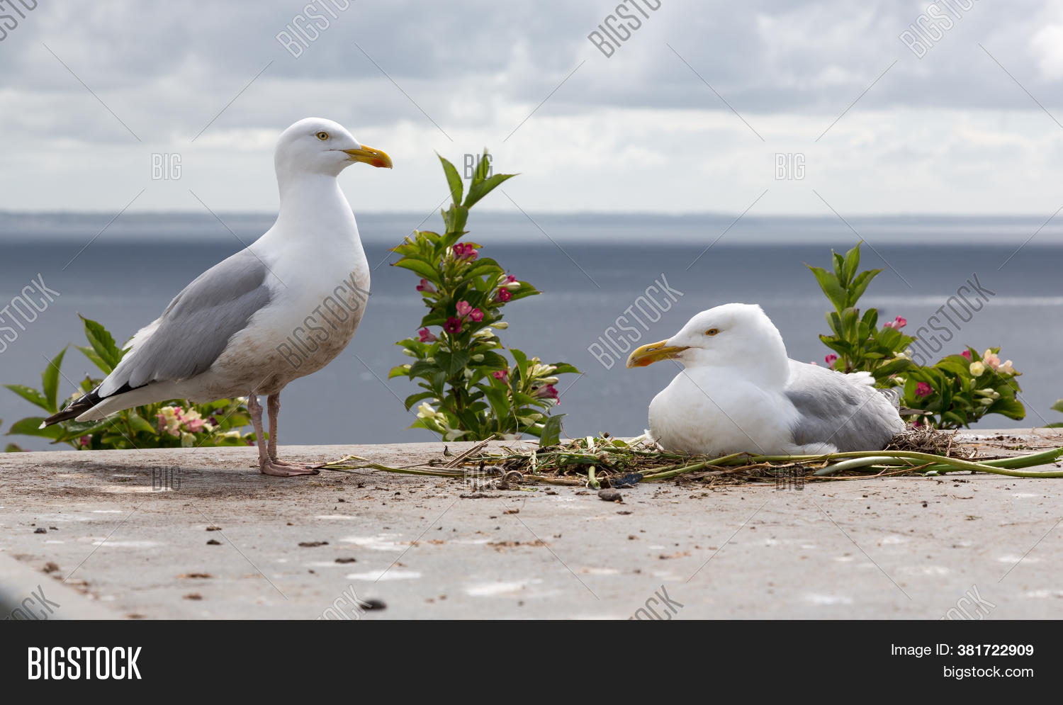 Pair Herring Gulls, Image & Photo (Free Trial) Bigstock
