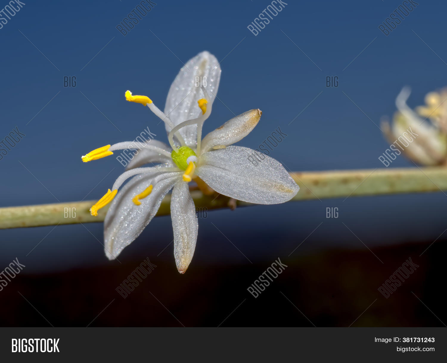 Flower Spider Plant, Image & Photo (Free Trial) Bigstock