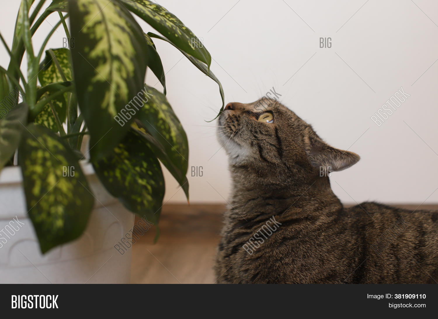 Cat Sniffing Green Image & Photo (Free Trial) Bigstock