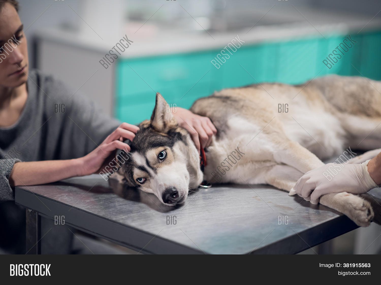 Cute Dog Having Check Image & Photo (Free Trial) Bigstock