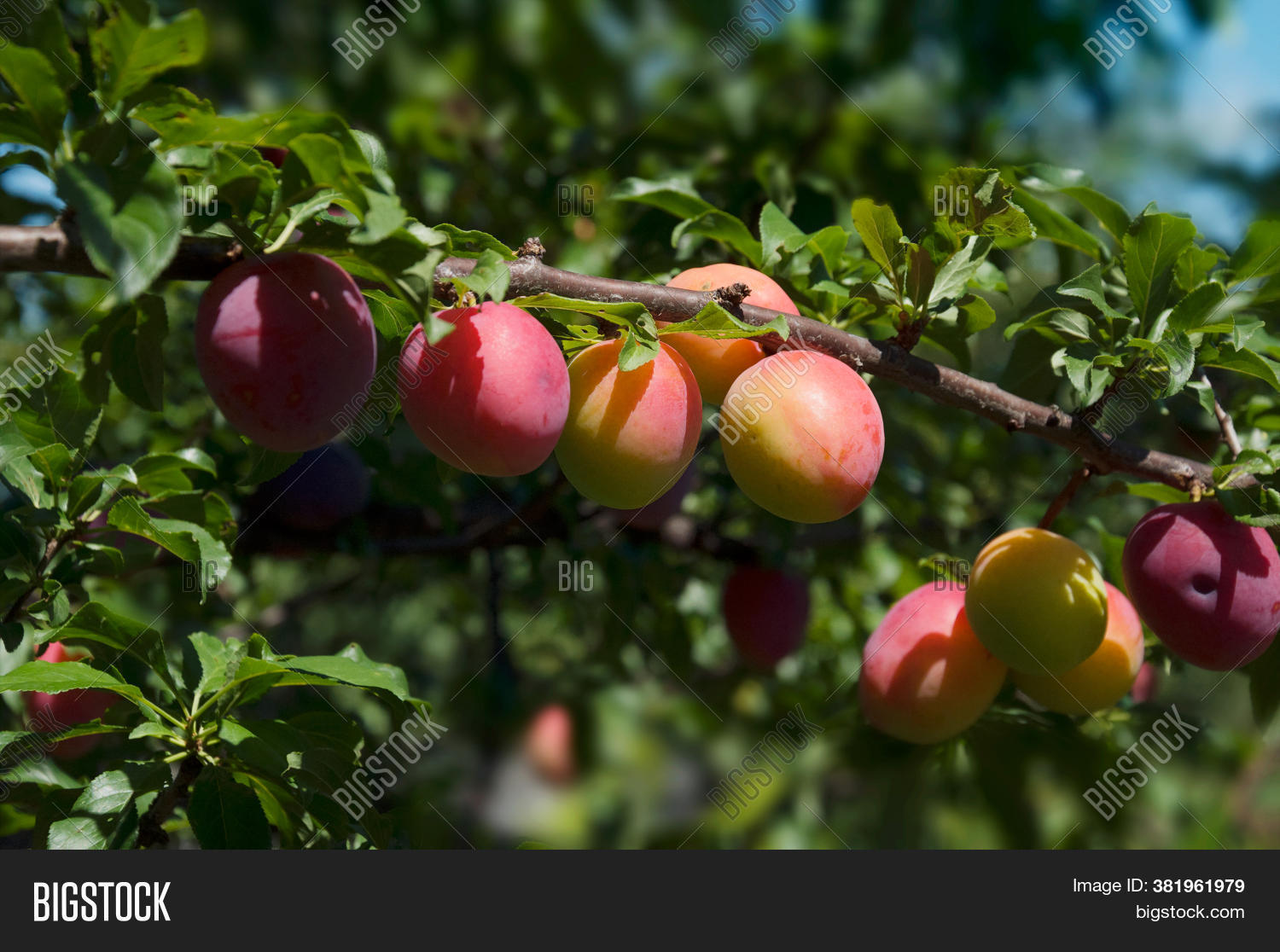 Close Ripe Plums Image & Photo (Free Trial) Bigstock