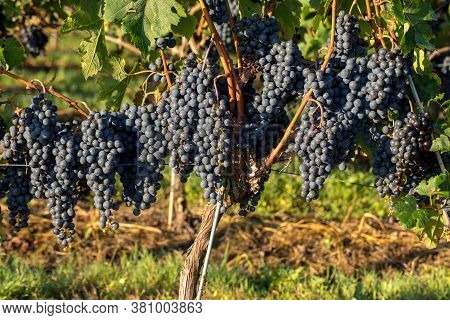 Close Up Of Red Merlot Grapes In Vineyard. Medoc, Gironde, Aquitaine. France