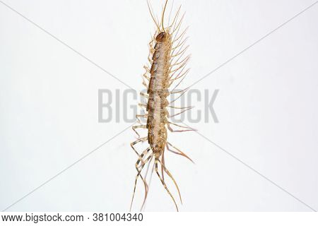 Giant Centipede In The House. Emetophobia, Afraid Of The Big Bugs. Stock Photo