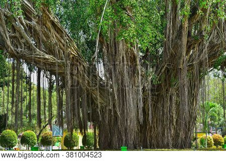 Big Tree Root In The Jungle Wild. Amazing Banyan Root In Deep Tropical Forest. A Old Tree Has Roots