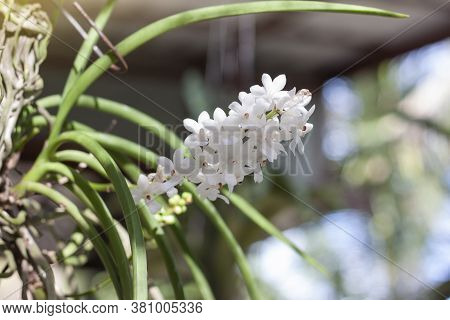 White Rhynchostylis Coelestis Is A Wild Orchid Of Thailand Hanging On Tree In The Garden.