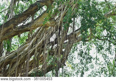 Big Tree Root In The Jungle Wild. Amazing Banyan Root In Deep Tropical Forest. A Old Tree Has Roots