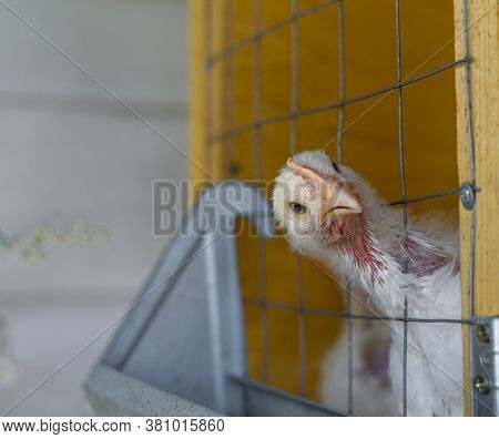 Interested In Something, The Broiler Chicken Looks Out Of The Cage. Funny Photo Of A Broiler.