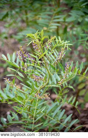 Botanical Collection Of Medicinal And Edible Plants And Herbs, Liquorice (or Licorice, Glycyrrhiza G