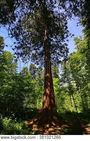 Sequoia In The Environment Of Sulz Am Neckar
