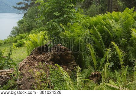 Beautiful Ferns Leaves Green Foliage Nature. Floral Fern Background. Ferns Leaves Green Foliage. Tro