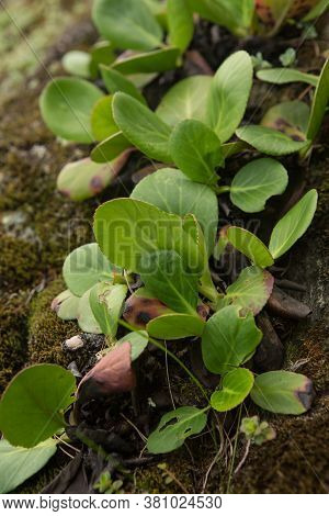 Bergenia Badan Leaves Grow On Stony Soil
