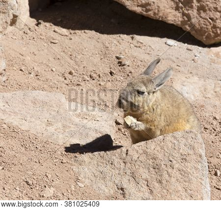 The Northern Viscacha, Lagidium Peruanum
