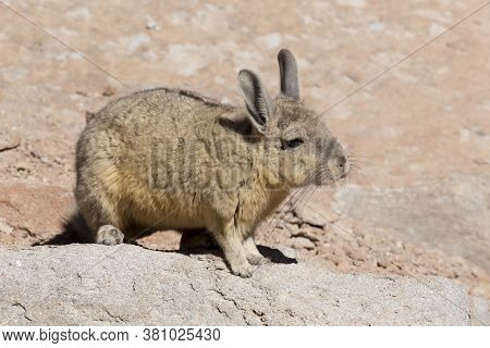 The Northern Viscacha, Lagidium Peruanum