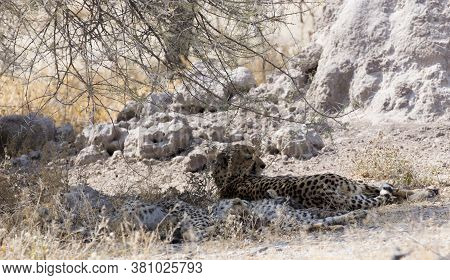 A Cheeta Rest Under Bush