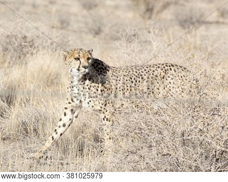 A Pciture Of A Cheeta In Savannah
