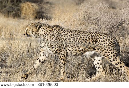 A Pciture Of A Cheeta In Savannah