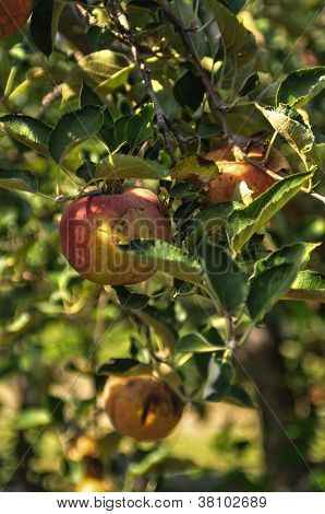 Azienda agricola mela