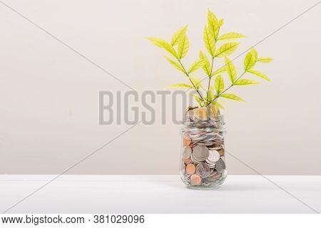 Many Money Coin In Jar Or Glass Bottle, Tree Leaf Inside In Stack Conin. Business Finance And Money