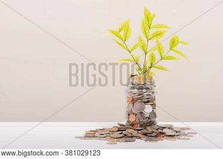 Many Money Coin In Jar Or Glass Bottle, Tree Leaf Inside In Stack Conin. Business Finance And Money