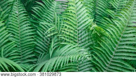 Fern Leaves. Solid Background Of Green Fern. Texture Of Tropical Plants. Nature Concept. Fern Leaf I