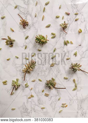 Sedum Rubrotinctum Or Jelly Bean Plant Cuttings For Propagation On A White Background